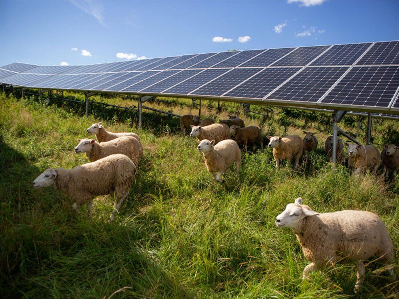 Agrivoltaic Solar Farm